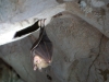 Bat