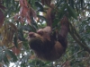 Hoffmann\'s two-toed sloth and baby. Sort-of awww...