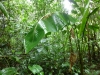 This is a tent, made by bats. Look