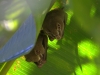 And more bats in tents