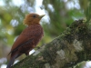 This is a lovely looking woodpecker
