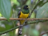 Brightly coloured, like this trogon