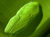Bonus tree frog