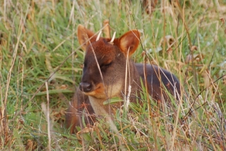 Here's a sure sign that Fernando and Amory have made the pudu feel safe on their property