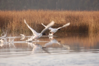 Black-necked swans startled by our boat as we chug along the river
