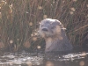 This is the Southern River Otter, perhaps as rare as the Hairy-nosed Otter of SE Asia