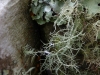 Being so relentlessly damp, wood in Chiloe is always home to a nice growth of lichens