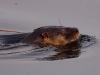 And last but not least, otters! You knew there\'d be more pictures of them in here, right?