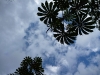 Interesting cloud forest foliage overhead