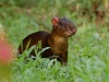 And we were gifted with this view of a very skittish Agouti
