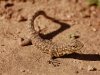 The only other wildlife at Machu Picchu were small lizards scuttling on the walls