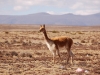 On the way to the canyon we drove through a Vicuna reserve and saw plenty of these wild relatives of the Llama and Alpaca