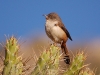 How this little bird (a Dark-winged Castanero) can stand there without spiking his feet is a mystery to me