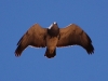 Overhead we watched a Black-chested Buzzard-eagle soar