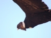 Almost too close!  No cropping involved, promise. Wow. And now you can see how handsome they are!