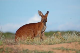 Behold, the wallaroo. Or possibly a kangaroo. We're having some trouble with our identification...