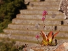 There are so many finely built terraces here, it\'s hard to believe this was \'just\' a palace - some claim it was an agricultural laboratory of sorts