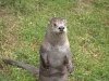 Old N American otter