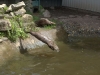 N American otter dive