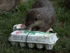 Otter enrichment
