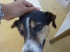 Namaqua pup