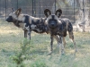 Really wild dogs