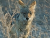 Soft-focus jackal