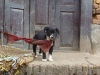Nepalese puppy