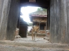 Temple dog