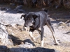 Trekdog
