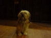 Tibby