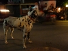 Pai dog