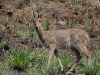 Rhebok