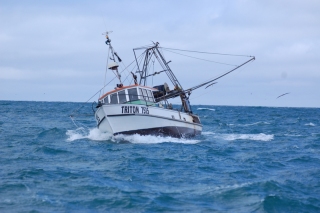 Albatrosses follow a fishing boat back to harbour