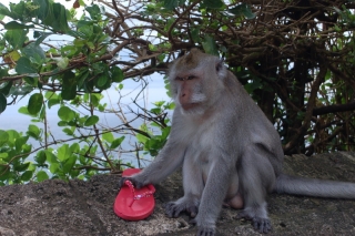 I wondered who had left a flip-flop lying around to be snatched, but the poor victim with the red shoes probably had it snatched right off her foot
