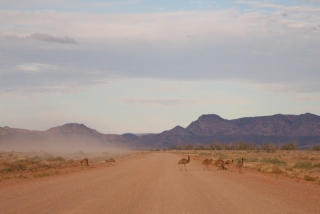 Our dust cloud drifts one way, the emus drift another way, and I start breathing again