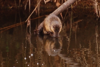 The handsome black and tan water rat, gazing raptly at his own reflection