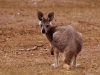 We had wildlife to watch on some walks and drives. This is a Euro, or Wallaroo, last seen in Western Australia