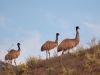 Biggest of all, we bumped into a crowd of emus while walking in the afternoon