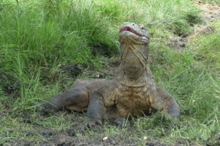 Alert, the dragon sniffs out humans then decides whether to ignore them or try and eat them