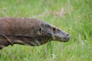 The grass grows tall and thick, but this dragon was a big guy
