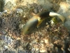 This fish looks like he should belong on a piece of expensive Japanese porcelain