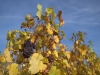Champagne grapes under a sunny sky