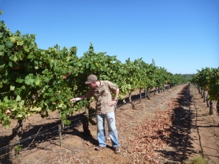 Fingering the produce at Upper Reaches winery