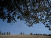 25-tree_