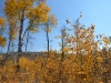 29-aspen-001