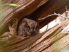 13-scops-1