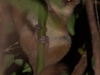 20-gbmlemur