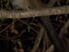 22-mongooselemur-3