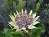 Protea